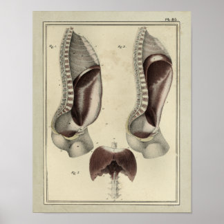 Vintage 1831 Diaphragm Muscle Anatomy Impressão