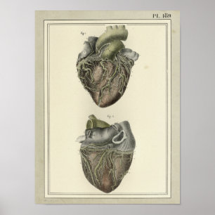 Vintage 1831 Heart Anatomy Impressão