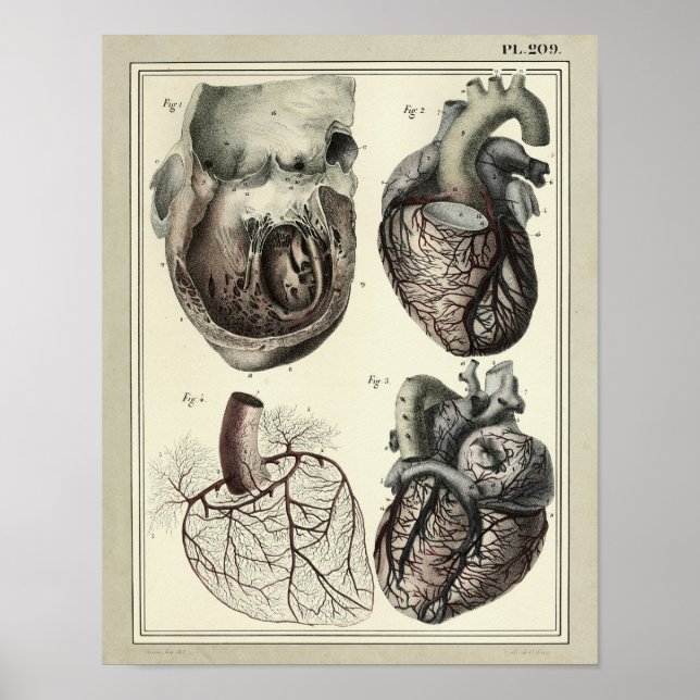 Vintage 1831 Heart Arteries Anatomy Impressão (Frente)