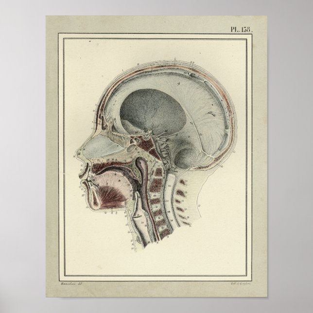 Vintage 1831 Impressão de Anatomia da coluna do cr (Frente)