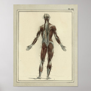 Vintage 1831 Muscles Anatomia Posterior Impressão