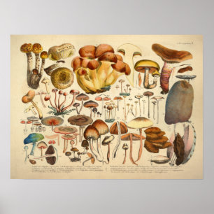 Vintage 1831 Mushroom Variety Brown Blue Impressão