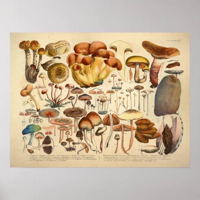 Vintage 1831 Mushroom Variety Brown Blue Impressão (Frente)