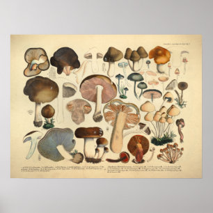 Vintage 1831 Mushroom Variety Brown Red Impressão