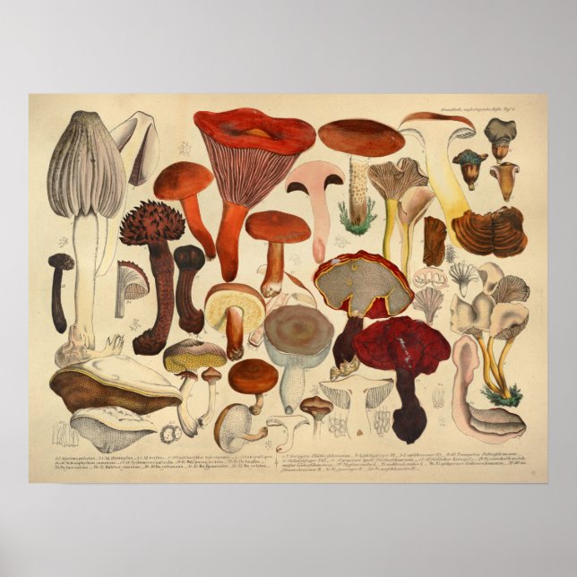 Vintage 1831 Mushroom Variety Brown Red Impressão (Frente)