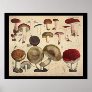 Vintage 1831 Mushroom Variety Red Brown Impressão