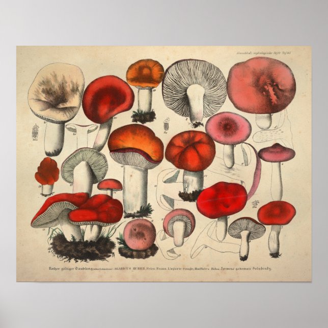 Vintage 1831 Mushroom Variety Red Orange Impressão (Frente)
