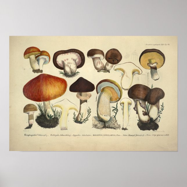 Vintage 1831 Mushroom Variety Yellow Red Impressão (Frente)