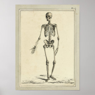 Vintage 1831 Skeleton Anatomy Impressão