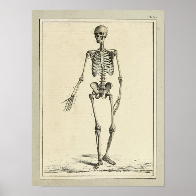 Vintage 1831 Skeleton Anatomy Impressão (Frente)