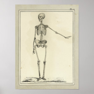 Vintage 1831 Skeleton Anatomy Impressão