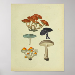 Vintage 1841 Blue Yellow Mushroom Art Impressão