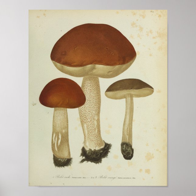 Vintage 1841 Brown Mushroom Art Impressão (Frente)