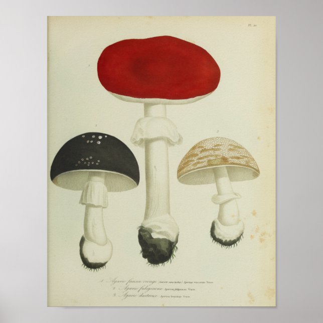 Vintage 1841 Red Black Mushroom Art Impressão (Frente)