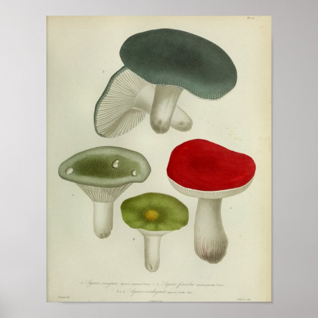 Vintage 1841 Red Blue Mushroom Art Impressão (Frente)