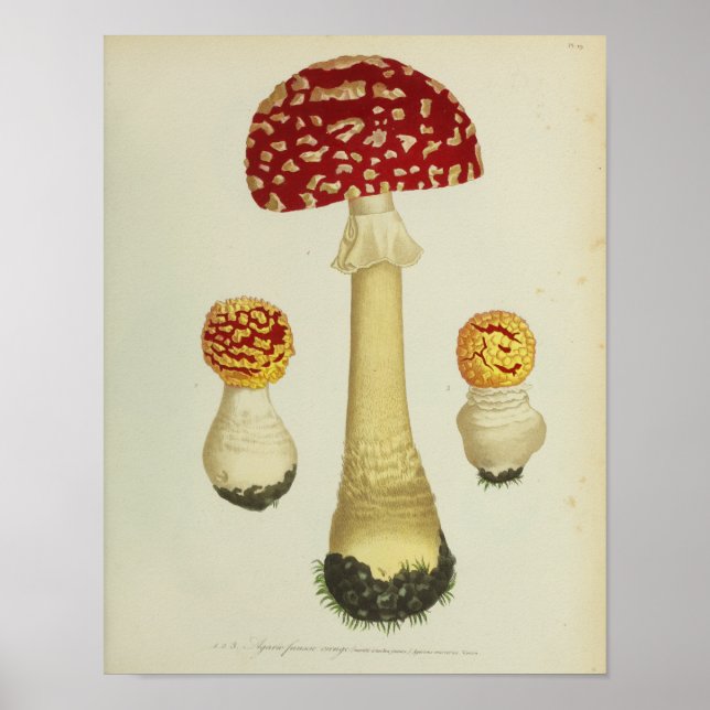 Vintage 1841 Red Yellow Mushroom Art Impressão (Frente)