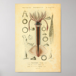 Vintage 1845 Neon Flying Squid Color Impressão