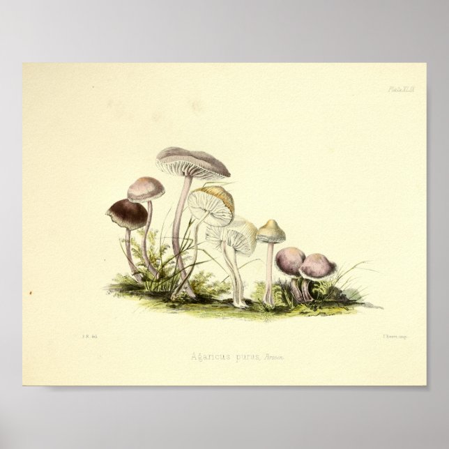 Vintage 1855 Cogumelos Impressão de Arte Branca (Frente)