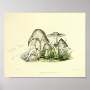 Vintage 1855 Cogumelos Impressão de Arte Branca