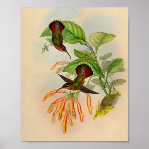 Vintage 1861 Hermit Hummingbird Impressão