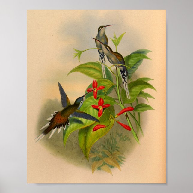 Vintage 1861 Hummingbird Impressão Flores (Frente)