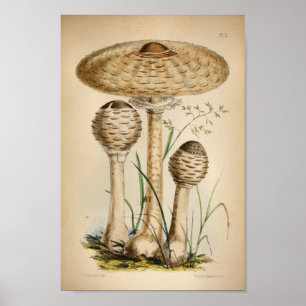 Vintage 1863 Common White Mushroom Art Impressão