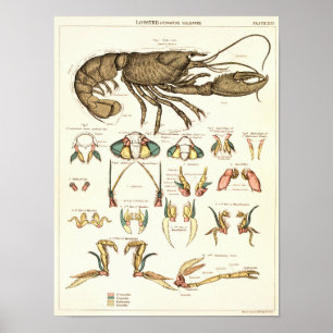 Vintage 1881 Lobster Biology Anatomy Impressão