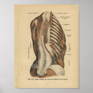 Vintage 1888 Anatomia Alemã Impressão