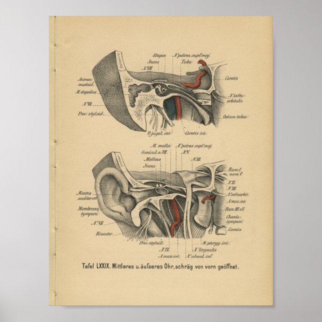 Vintage 1888 Anatomia Alemã - Impressão (Frente)