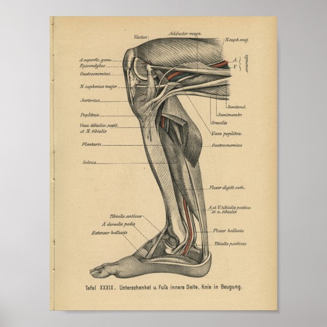 Vintage 1888 Anatomia Alemã Impressão Do Joelho Da (Frente)