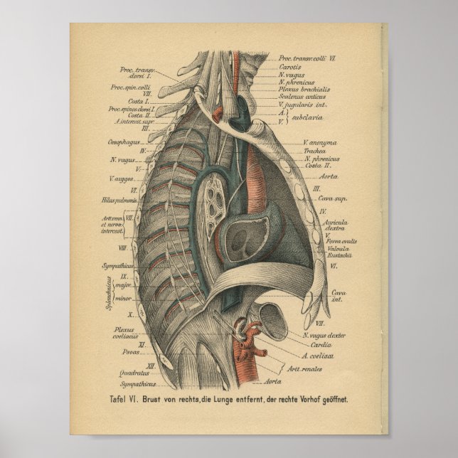 Vintage 1888 Anatomia alemã Impressão Thoracic (Frente)