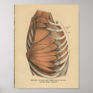 Vintage 1888 Anatomia alemã Impressão Thorax Muscl