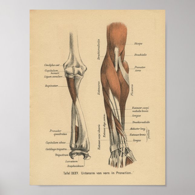 Vintage 1888 Anatomy Forearm Impressão alemão (Frente)