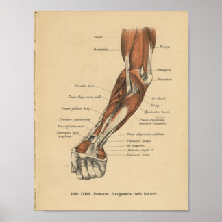 Vintage 1888 Anatomy Forearm Impressão alemão
