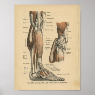 Vintage 1888 Anatomy Impressão