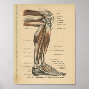 Vintage 1888 Anatomy Impressão