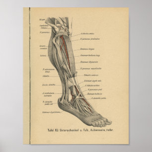 Vintage 1888 Anatomy Impressão