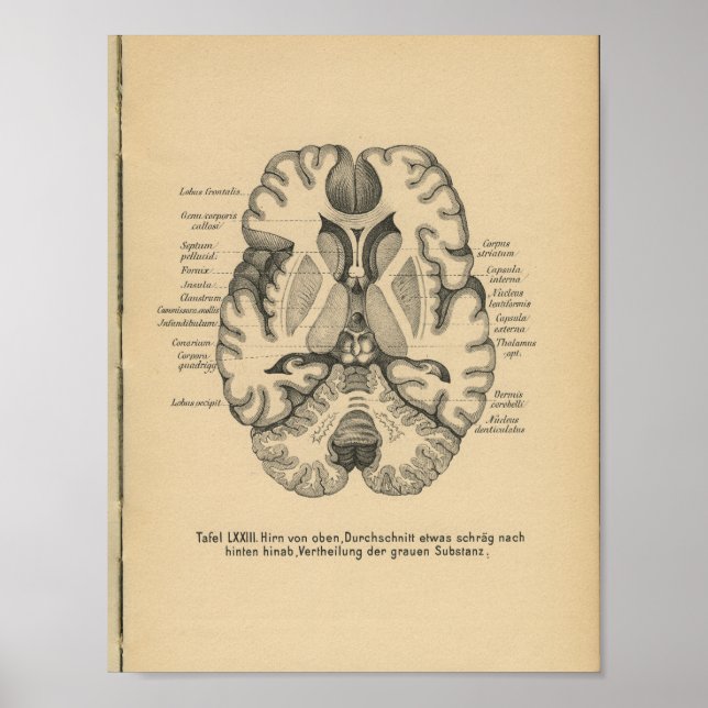 Vintage 1888 Anatomy Impressão Brain (Frente)