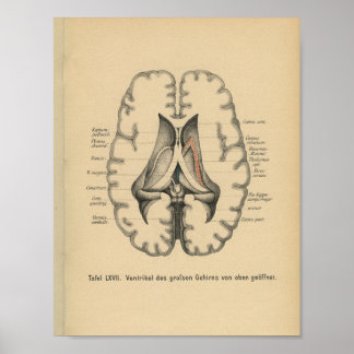Vintage 1888 Anatomy Impressão Brain