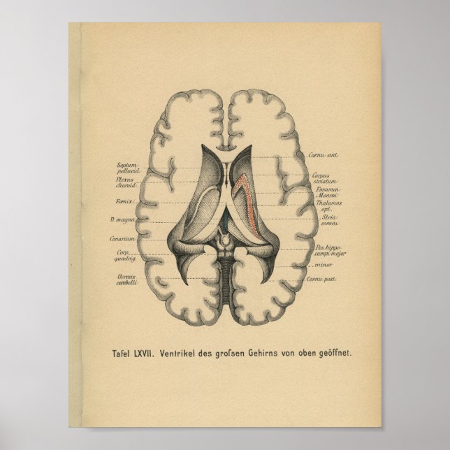 Vintage 1888 Anatomy Impressão Brain (Frente)