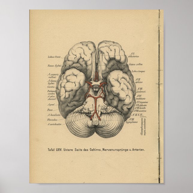 Vintage 1888 Anatomy Impressão Brain (Frente)
