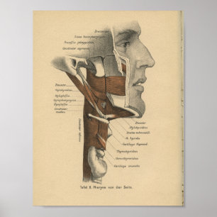Vintage 1888 Anatomy Impressão Neck Face Músculo