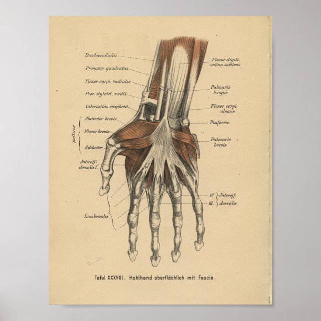 Vintage 1888 Anatomy Impressão Wrist (Frente)