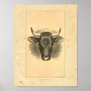 Vintage 1888 Bull Impressão
