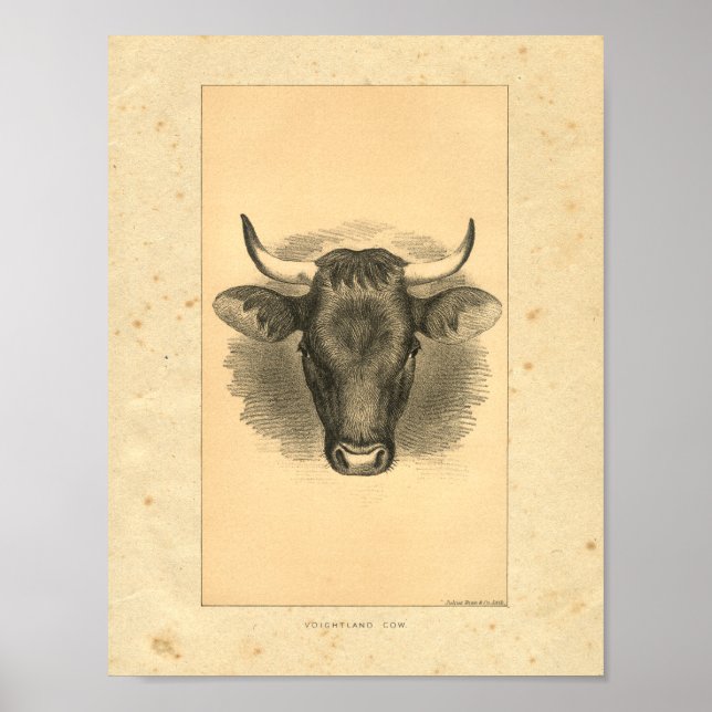 Vintage 1888 Bull Impressão (Frente)