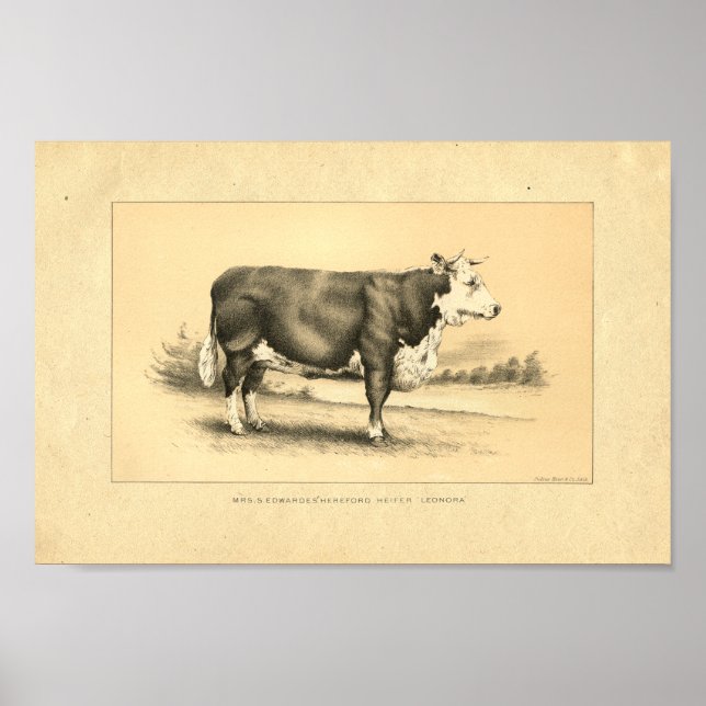 Vintage 1888 Bull Impressão (Frente)