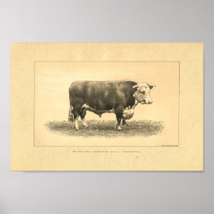 Vintage 1888 Bull Impressão