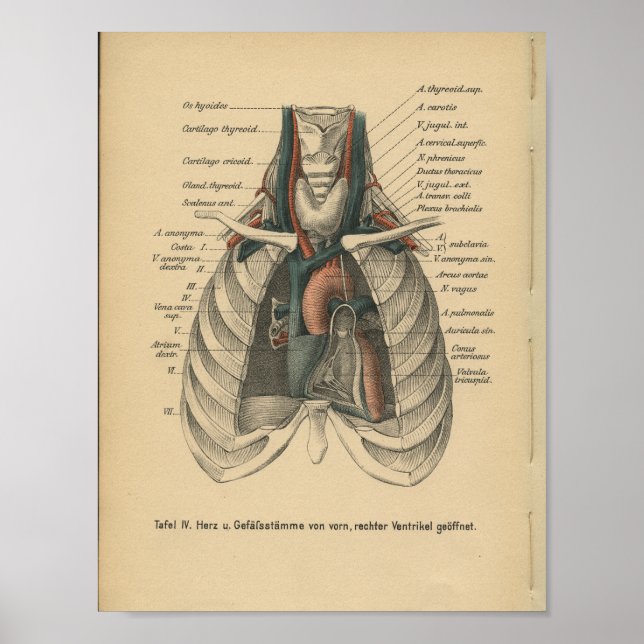 Vintage 1888, Impressão de Anatomia Alemã (Frente)