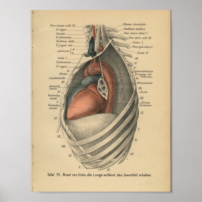Vintage 1888, Impressão de Anatomia Alemã (Frente)