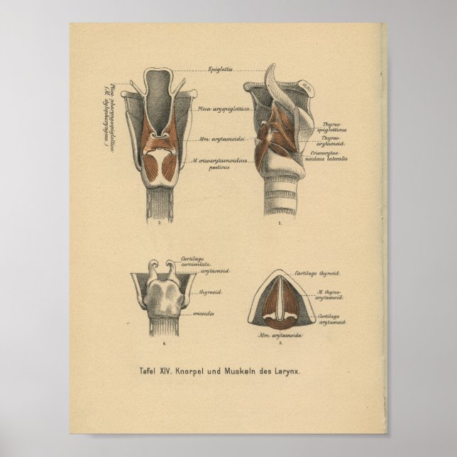 Vintage 1888 - Impressão de Anatomia Alemã Larynx (Frente)
